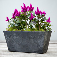 Flower box with a mass planting of purple flowers