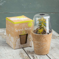 Cache Pot Sprout House Mini Terrarium