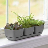 Majestic Herb & Succulent Trio Planter