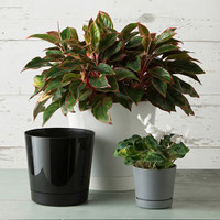Majestic Full Depth Cylinder Planters