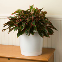 Majestic Full Depth Cylinder Planters