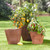 Square planters in a yard planted with a lemon tree, pepper plant, and other fruit