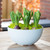 Planter bowl with hyacinths getting ready to bloom seated on an outside table