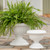 Grecian Urn Planters
