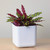 Rubi Square Planters, Set of Three