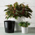 Majestic Full Depth Cylinder Planters