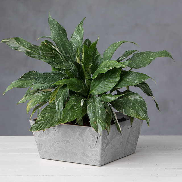 Ella Low Square Planters