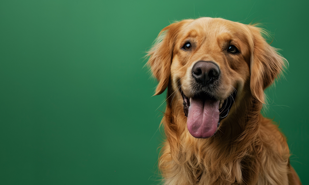 servicio de veterinario farmacia neptuno