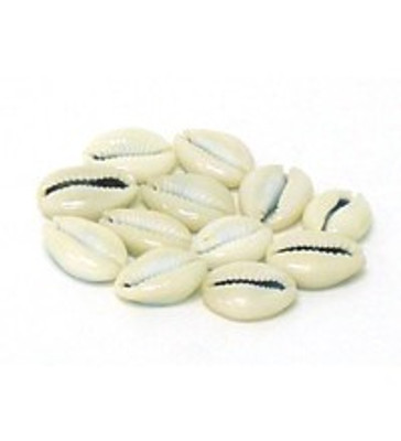 Natural Shell Beads