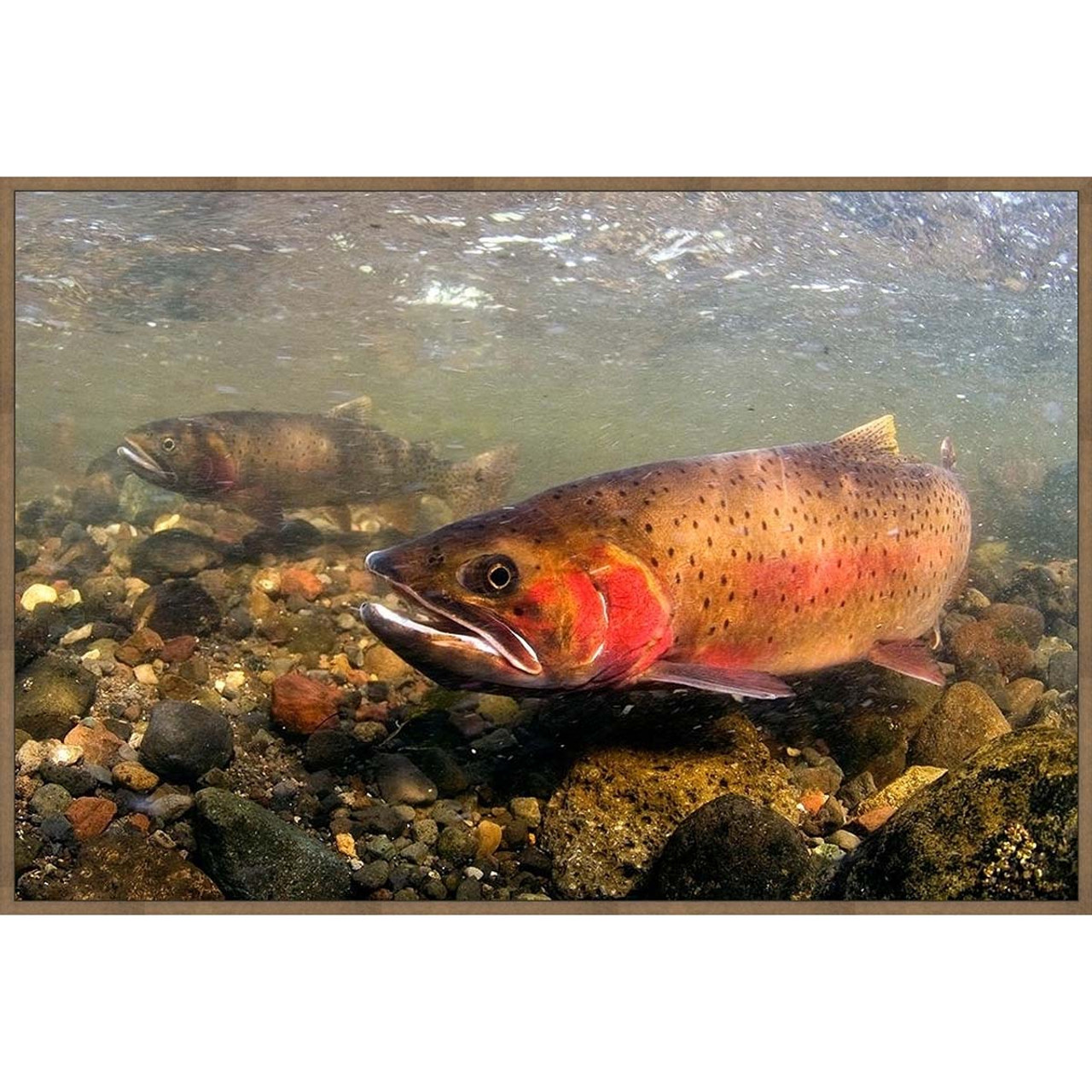 Trout In Stream Wall Art