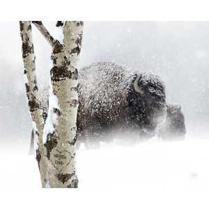 Snow Bison Personalized Wall Art