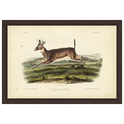 Long-Tailed Deer Framed Print