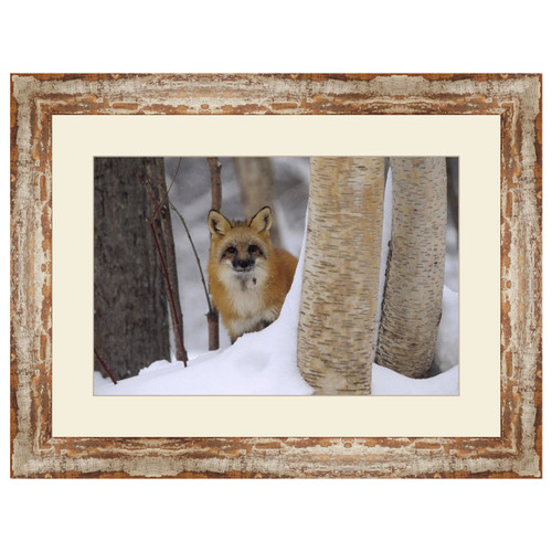 Wild Fox Framed Art