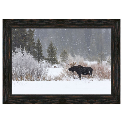 Yellowstone Moose Framed Canvas