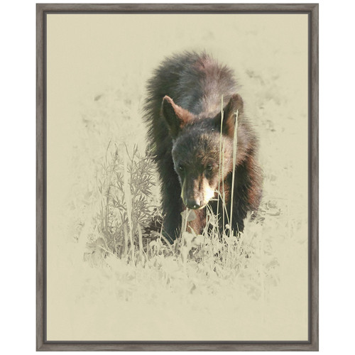 Young Black Bear Framed Canvas