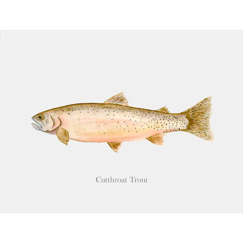 Cutthroat Trout Profile Canvas Wall Art