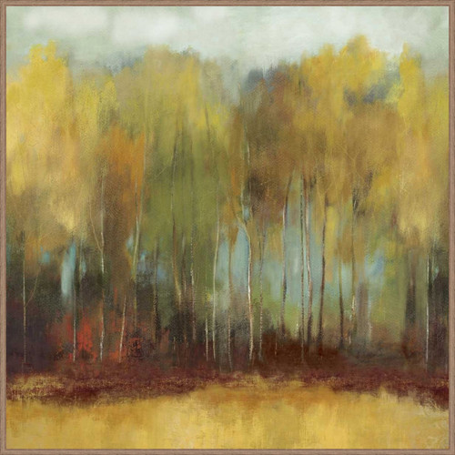 Birch Grove in Autumn Canvas Art