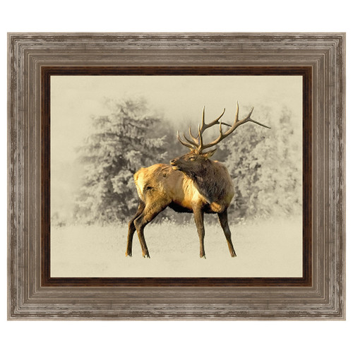 Bull Elk Framed Canvas