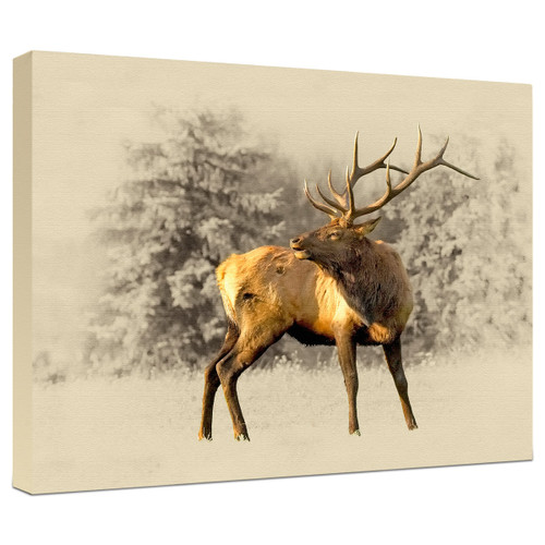 Bull Elk Gallery Wrapped Canvas