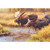 Moose Crossing Canvas Art