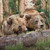 Personalized Aspen Bear Block Mount