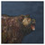 Angry Grizzly Canvas Art