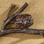 Pinecone Branch Wall Hooks - Small
