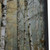 Autumn Birch Grove Wall Art