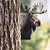 Majestic Moose Peeking Tree Metal Art