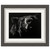 Black Grizzly Bear Framed Art
