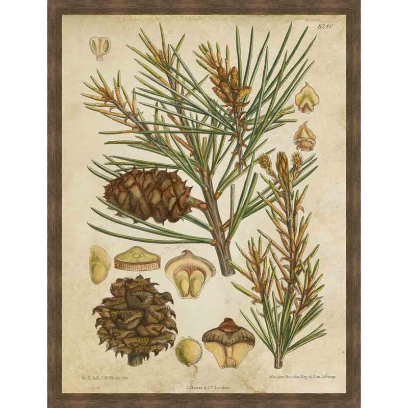 Vintage Conifers II Wall Art