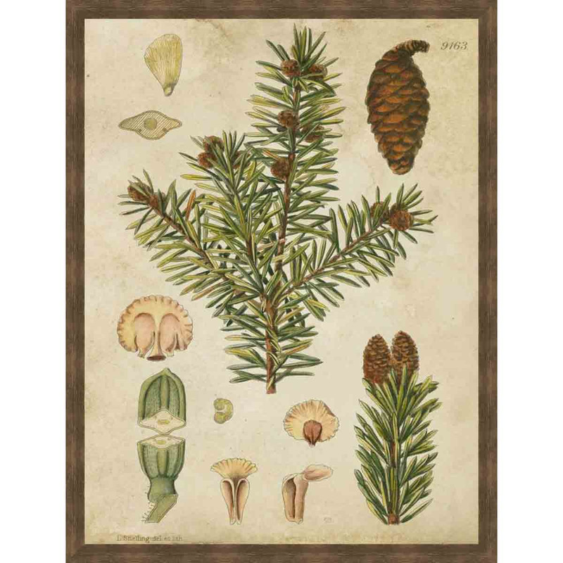 Vintage Conifers III Wall Art