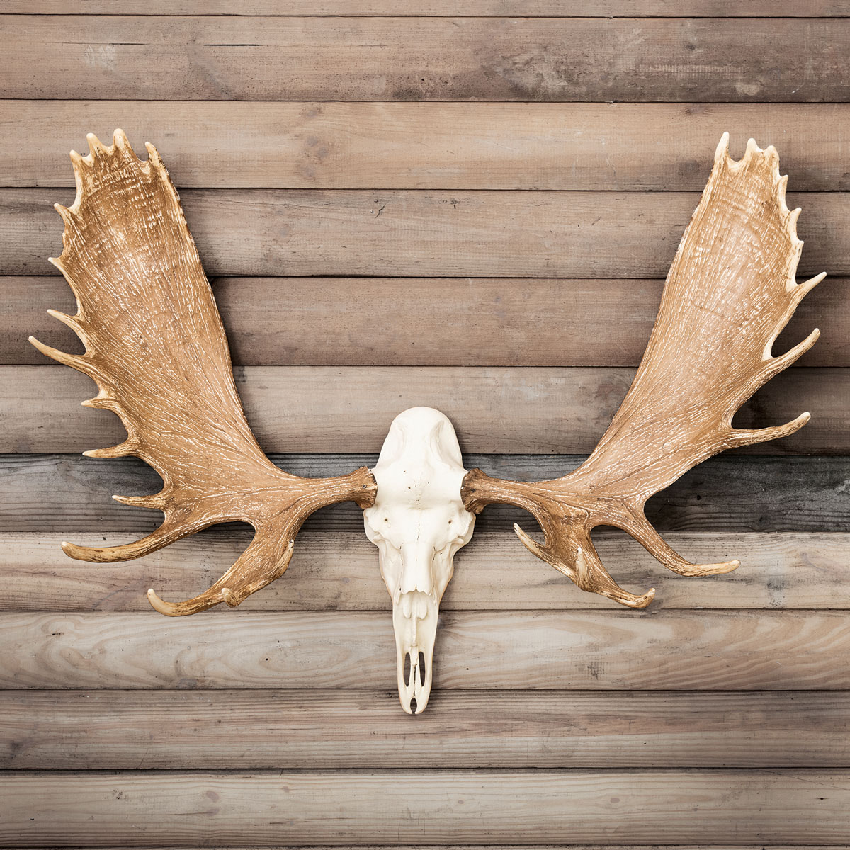 Moose Antler Decor: The Ultimate Guide to Rustic Elegance