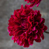 Artificial Real Touch Large Ruby Dahlia Stems - Set of Four by  - front view