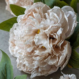 Peony Evening Dew Stems - Set of Four by  - front view