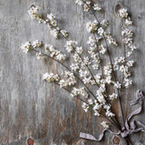 Artificial Pear Blossom Stems - Set of Four by  - front view