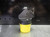Sandvik Capto C5 Coolant Thru Boring Head 60mm Pro C5-MTGNL-35060-27 (LOC1004A)