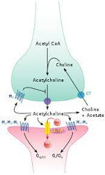 Avipaxin Use Tips