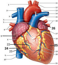 Cardio-Vascular Basics