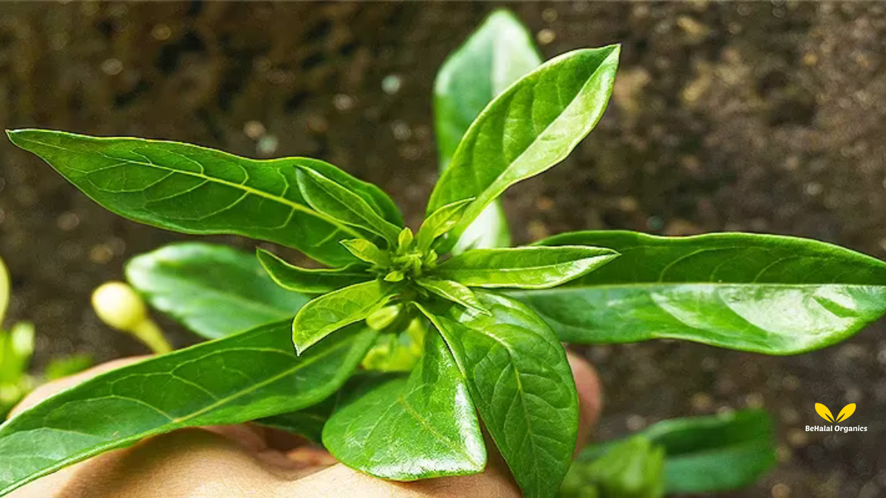 Kacip Fatimah: The Queen of Herbs for Women’s Wellness