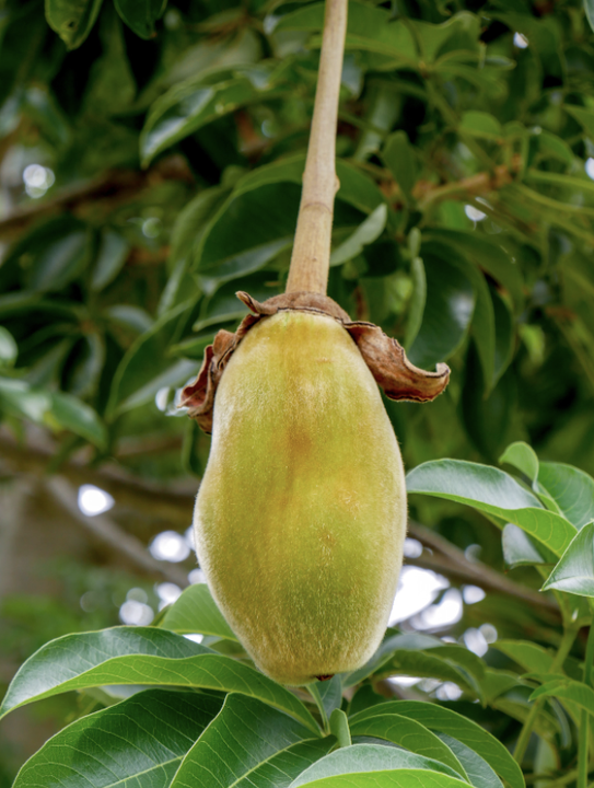 Baobab Fruits: Nature's Nutritional Powerhouses