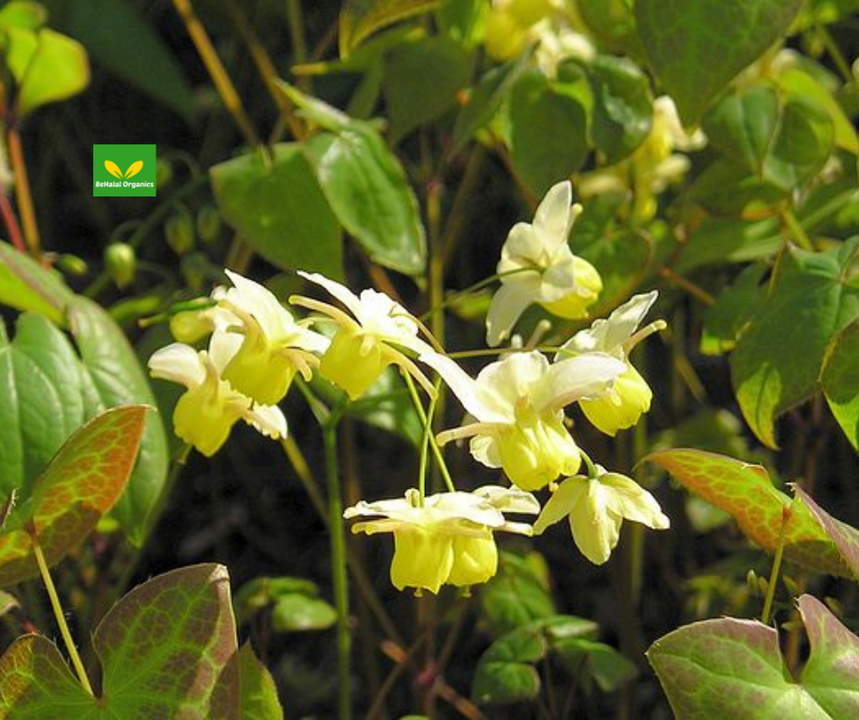 ​Unlocking the Health Benefits of Horny Goat Weed: A Natural Wonder