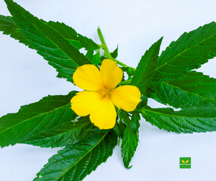 ​The Health Benefits of Damiana