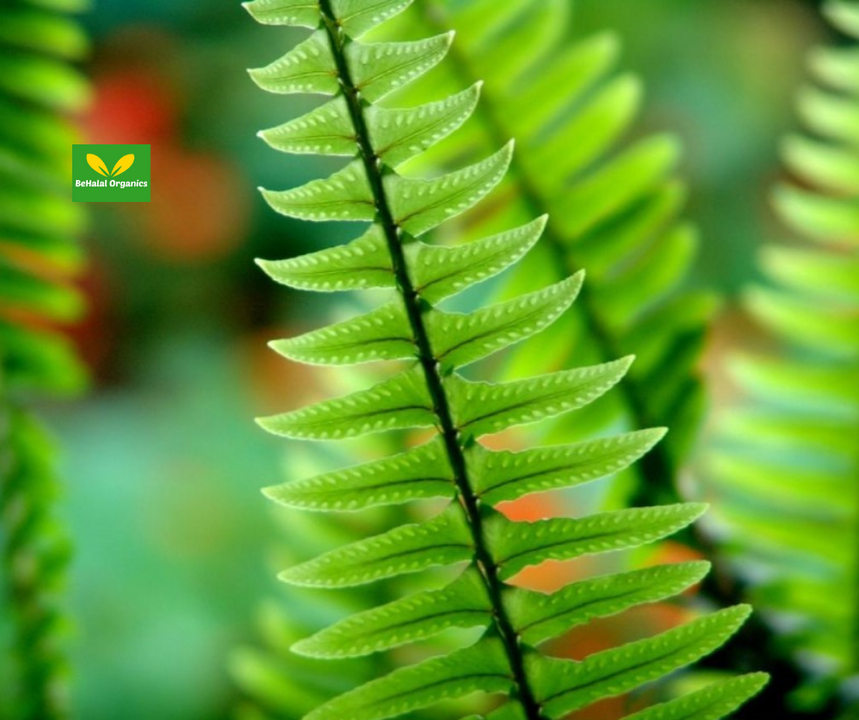 ​The Benefits of Kalawalla