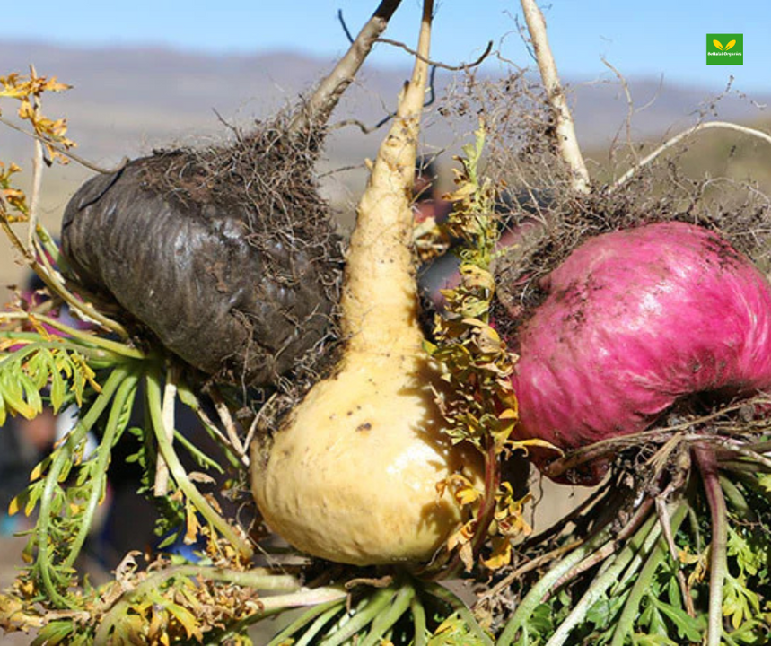 Maca Root for Energy: How the Black, Red & Yellow Combo Works