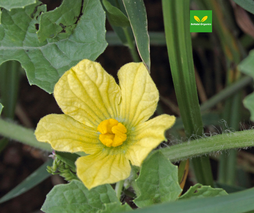 ​The Health Benefits of Fadogia Agrestis