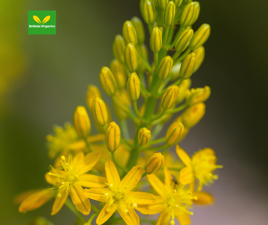 Bulbine Natalensis: Key to Healthy Growth
