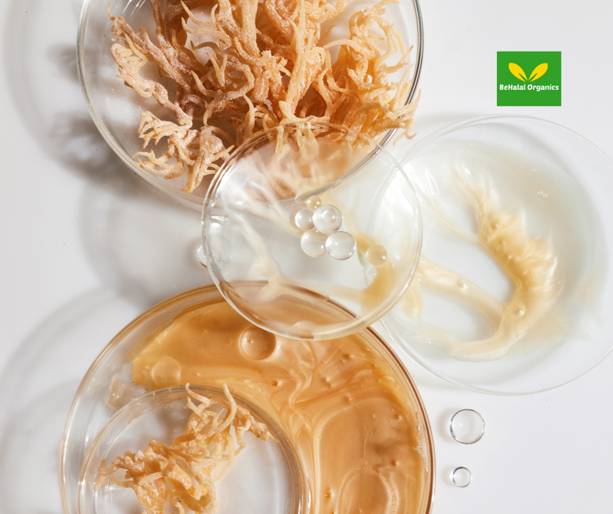 Sea Moss Gel - Wildcrafted Irish Sea Moss