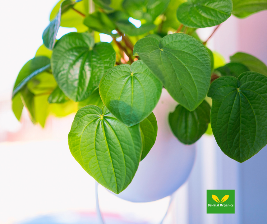 Kava Kava Health Benefits