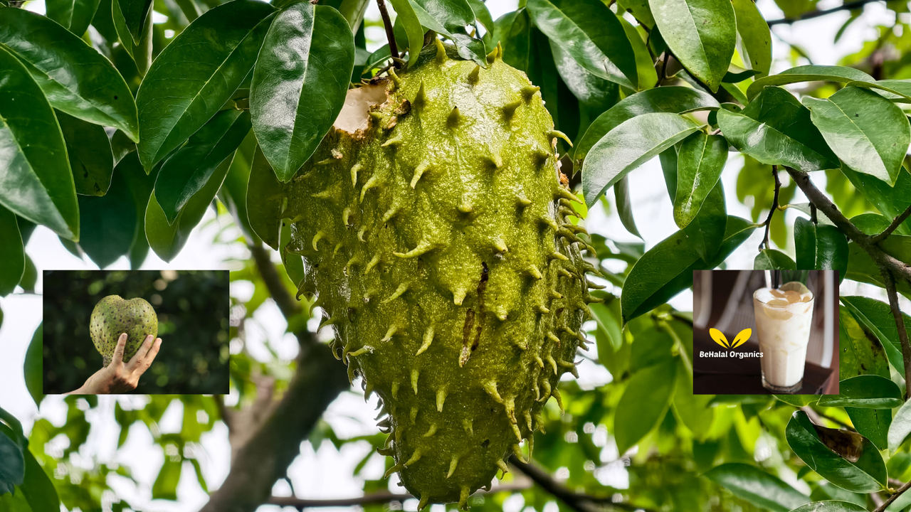 Why Everyone Is Talking About Soursop Sea Moss Gel in 2025